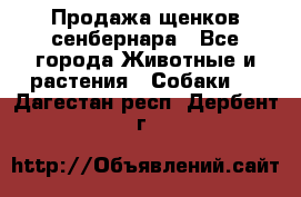 Продажа щенков сенбернара - Все города Животные и растения » Собаки   . Дагестан респ.,Дербент г.